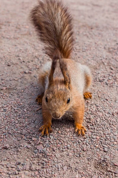 Little Squirrel Footpath — Stock Photo, Image