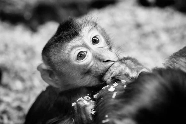 Comer Macaco Cola Cerdo Del Sur — Foto de Stock