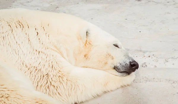 Retrato Polar Urso Dormindo — Fotografia de Stock