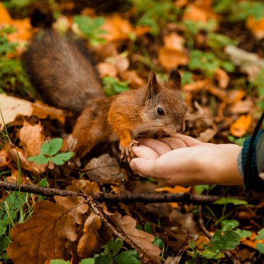 Sincap bir parkta elinden besleme