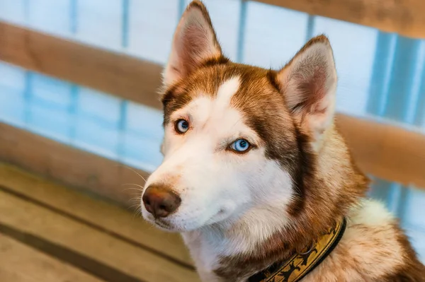 Blue Eyed Husky Dog — Stock Photo, Image