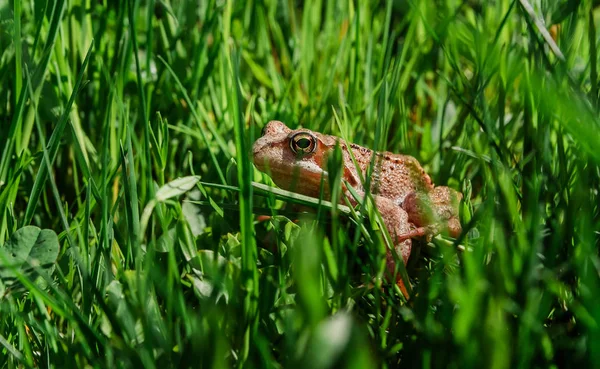 Жаба Зеленій Траві — стокове фото