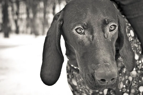 Kurzhaar 강아지의 초상화 — 스톡 사진