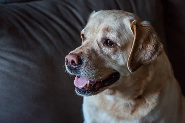 Lindo Perro Labrador Sonriendo Sobre Fondo Gris —  Fotos de Stock