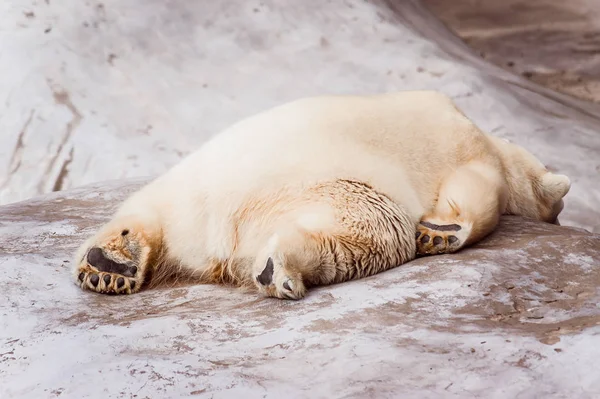 Urso Branco Exausto Encontra Pedra — Fotografia de Stock
