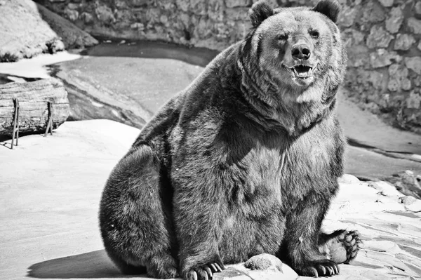 Urso Marrom Sorrindo Zoológico — Fotografia de Stock