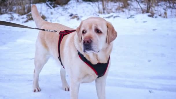 拉布拉多犬站在雪路上 — 图库视频影像