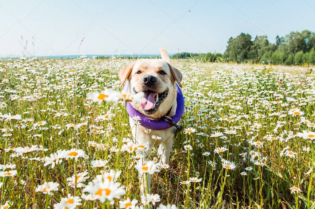 labrador dog running and laughing in camomiles