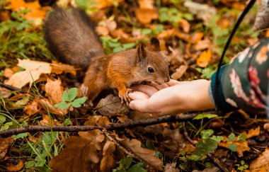 bir parkta elinden beslenen bir sincap