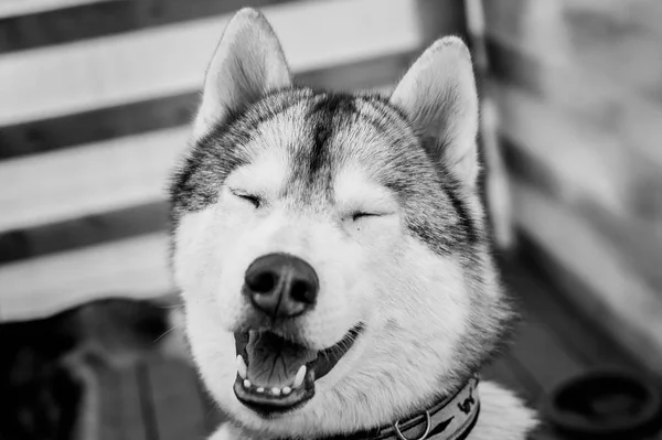 Riendo Husky Siberiano Monocromo — Foto de Stock