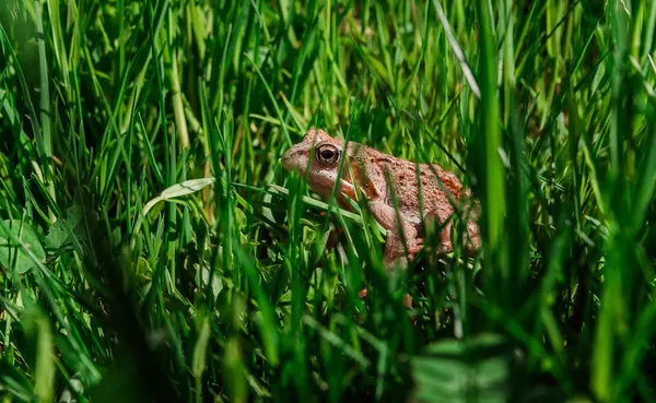 Žába Sedící Zelené Trávě — Stock fotografie