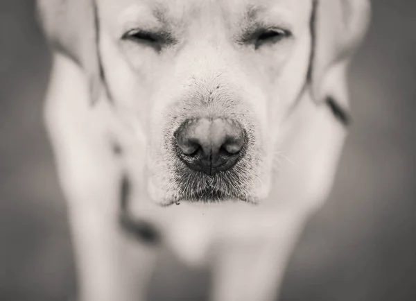 Крупный План Носа Собаки Лабрадора — стоковое фото