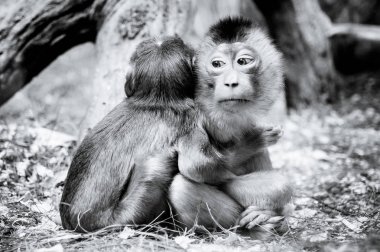 iki monkies birbirine sarılmak