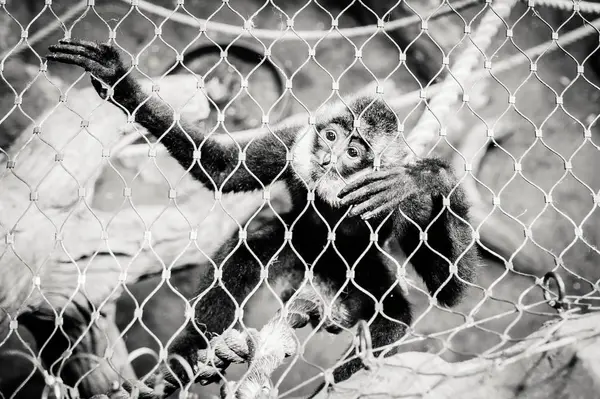 Μαϊμού Μέσα Στο Κλουβί Του Στο Ζωολογικό Κήπο — Φωτογραφία Αρχείου
