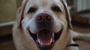 Labrador zor nefes alıyor