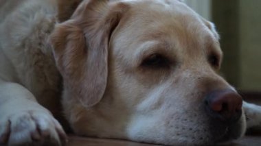 Yerde yatarken Labrador doğurmak köpek yüzünü kapatmak