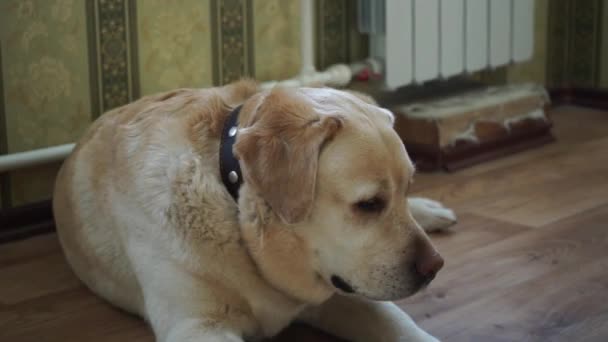 Chien Race Labrador Est Couché Sur Sol Intérieur — Video