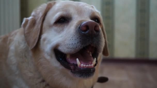 Σκυλιών Του Λαμπραντόρ Φυλή Βρίσκεται Στον Όροφο Και Αναπνέει Σκληρά — Αρχείο Βίντεο