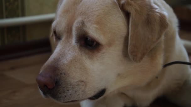 Labrador Olha Formiga Esquerda Coloca Cabeça Chão — Vídeo de Stock