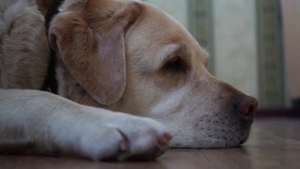 Σκύλος Ράτσας Λαμπραντόρ Ξαπλωμένη Στο Πάτωμα Προφίλ — Αρχείο Βίντεο