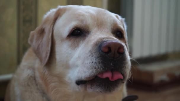 Hoofd Van Een Labrador Ademhaling Hard — Stockvideo