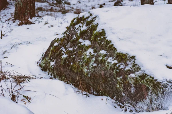 Gran Piedra Con Musgo Que Sobresale Debajo Nieve Bosque — Foto de Stock