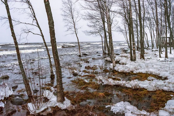a forest overflown with waters of a winter lake
