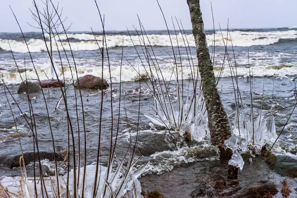 a tree overflown with the waters of a winter sea