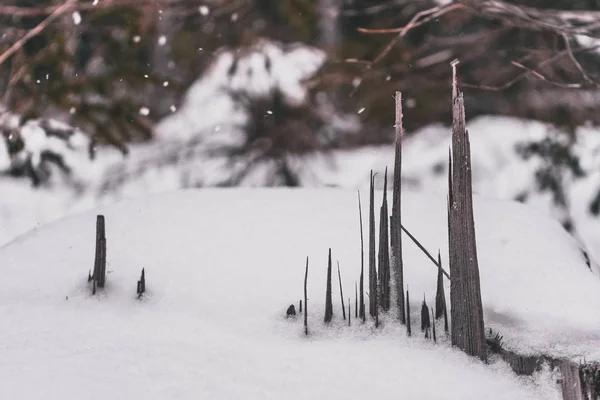 Αιχμηρές Ξύλινες Αιχμές Πεύκων Κάτω Από Την Χιονόπτωση Φαίνονται Γοτθικές — Φωτογραφία Αρχείου