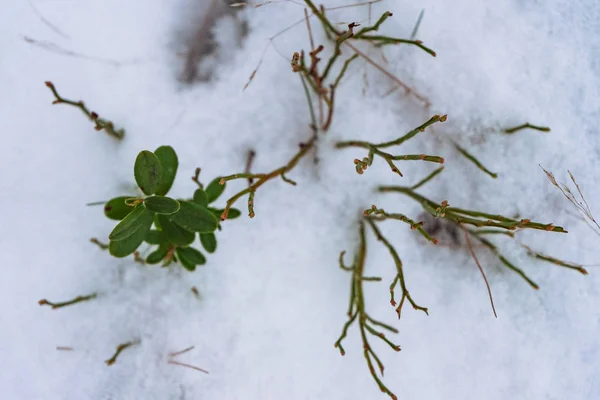 Зелені Рослини Стирчать Під Снігової Площі Лежать — стокове фото