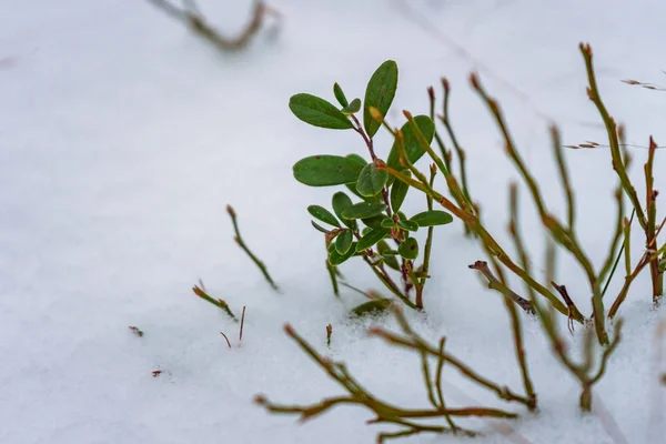Зелені Рослини Стирчать Під Снігу Білому Фоні Снігу — стокове фото