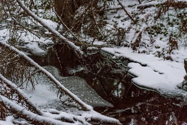 Bosque Con Agua Oscura Las Costas Nevadas — Foto de Stock