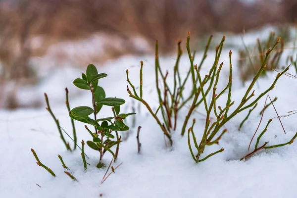 Πράσινα Φυτά Προεξέχουν Κάτω Από Χιόνι Ένα Δάσος Στο Παρασκήνιο — Φωτογραφία Αρχείου