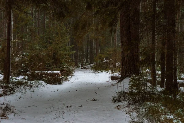 Camino Sombrío Invierno Con Senderos Bosque Nevado — Foto de Stock