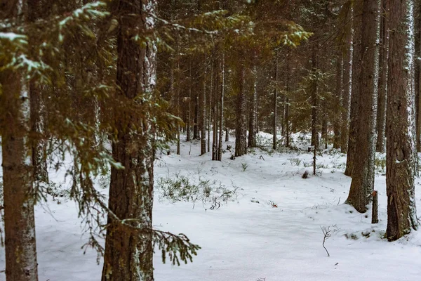 Invierno Bosque Sombrío Con Nieve Intacta — Foto de Stock