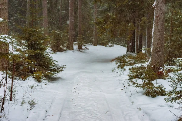 Camino Sombrío Invierno Con Senderos Bosque Nevado — Foto de Stock