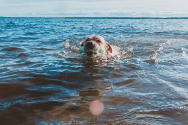 Suda bir Labrador ile oyunlar