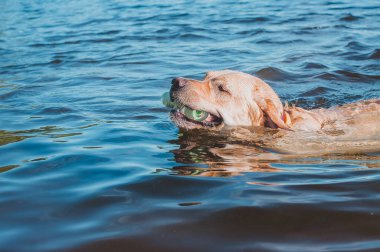 Labrador su egzersizi yapıyor.