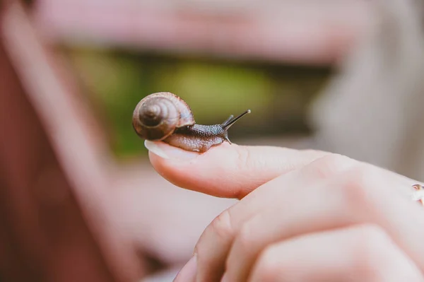 Pequeno Caracol Rasteja Lentamente Dedo Cuidados Com Pele Viscosa Caracol — Fotografia de Stock