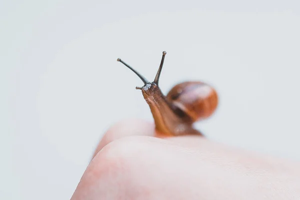 Snail Sits Hand Looks Eyes Snail Slime Skin Care Slime — Stock Photo, Image