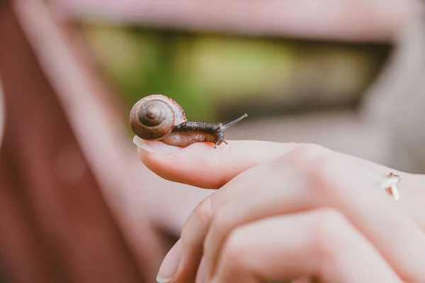 The snail slowly crawls on the finger