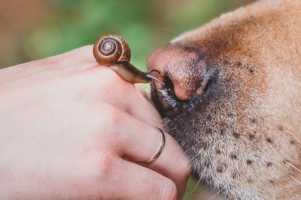 Dog Nose Sniffs Snail — стоковое фото