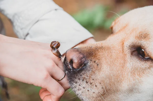 a dog sniffs a snail