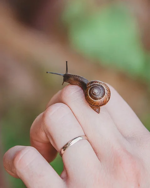 Liten Snigel Kryper Fingrarna Och Tar Hand Huden Tillämpning Kosmetologi — Stockfoto