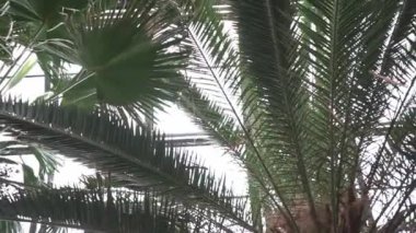 Palmiye yapraklarının altında bir portakalla kıvrılıyor.
