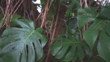 Büyük ve ağır canavar yaprakları yakınlaşıp uzaklaşıyor.