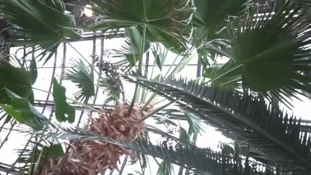 Palmiye Yapraklarının Kıvrımlı Görüntüsü Cam Bir Tavan — Stok video