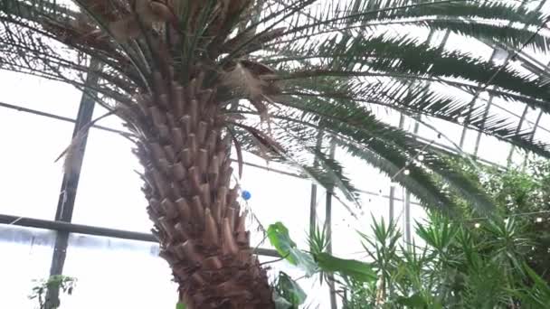 Bottom View Palm Tree Greenhouse — Stock Video