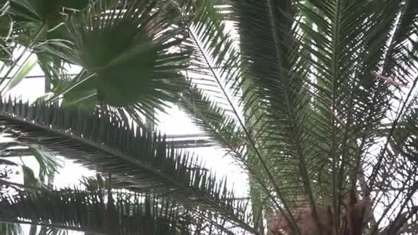 Закручиваясь Пальмовыми Листьями Оранжерее — стоковое видео