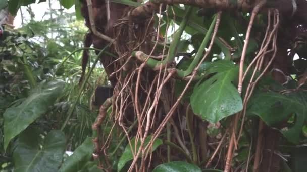 Lianas Leaves Monstera Orangery — Stock Video